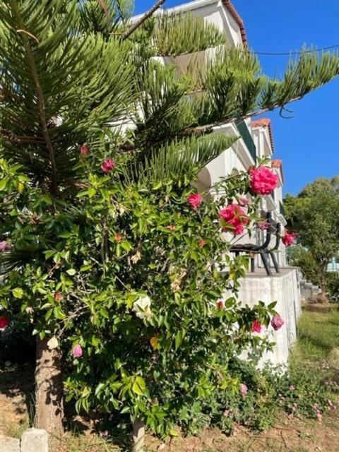 Apartament Dina *